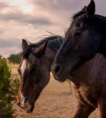 Two horses stand close together in a natural landscape, with a dramatic sky in the background.