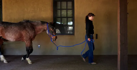 A person leads a horse on a blue rope in a rustic setting with a warm-toned wall and window in the background.
