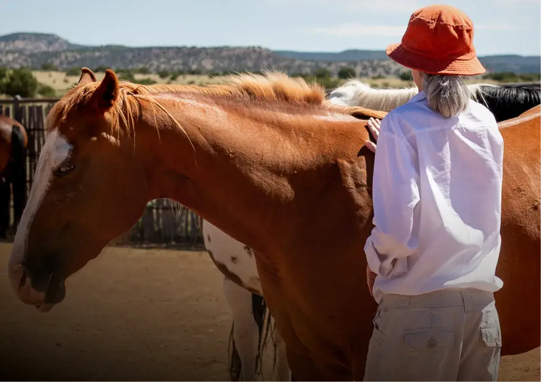 A person in a sun hat gently interacts with a horse in a serene outdoor setting.