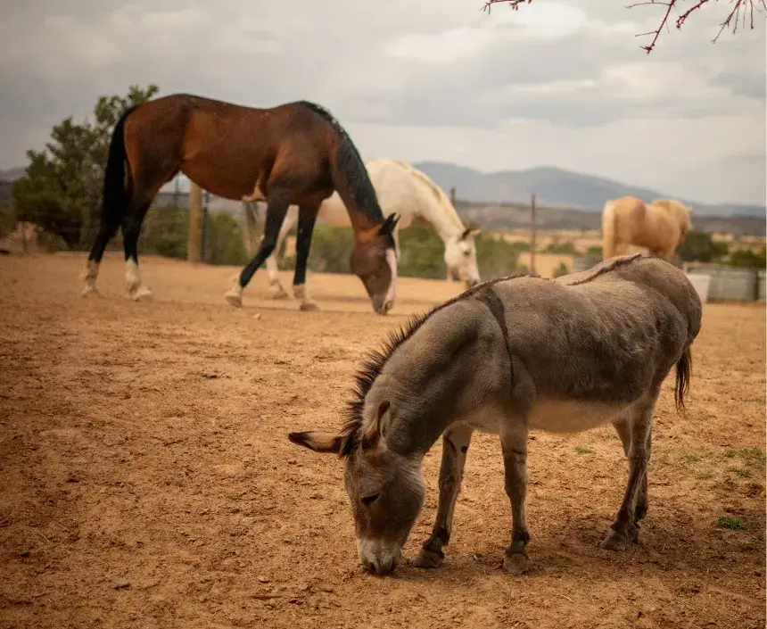 Rising Circle Ranch