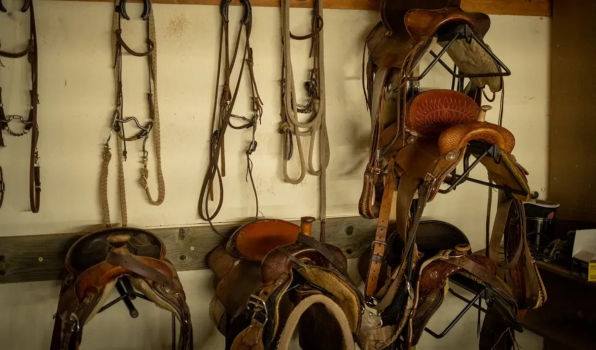 A collection of saddles and bridles hanging on a wall, showcasing equestrian gear in a rustic setting.