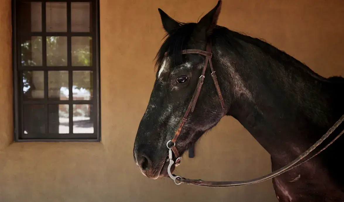 A close-up of a black horse wearing a halter, standing near a window in a rustic setting.