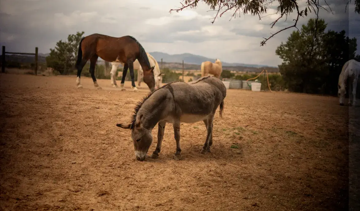 A gray donkey grazes in a dusty pasture with several horses in the background under a cloudy sky.