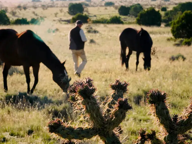 A person walks through a grassy field with grazing horses and a cactus in the foreground, capturing a serene landscape.